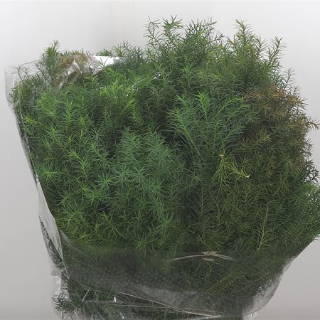 Cryptomeria Cristata
