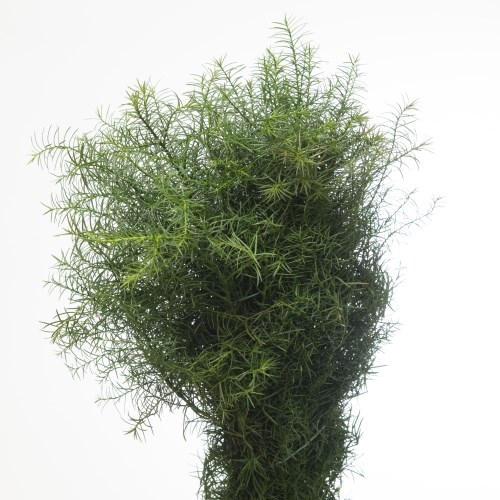 Cryptomeria Elegans Bag