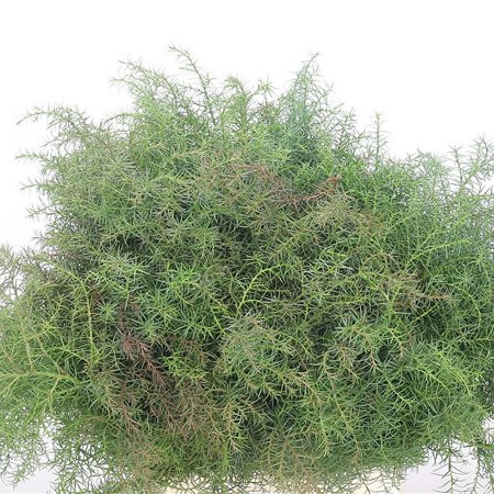 Cryptomeria Elegans Green/Red