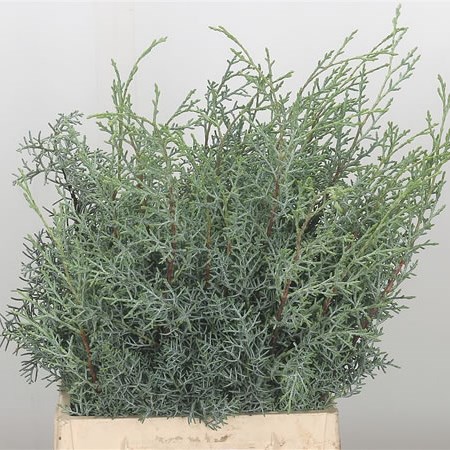 Cryptomeria Glauca
