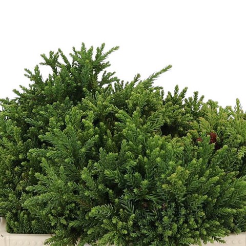 Cryptomeria Japonica Cinderella