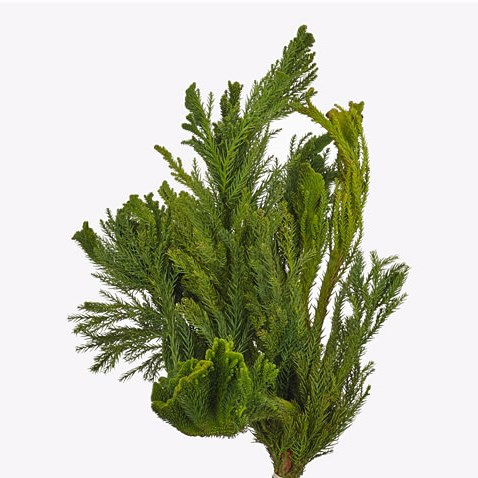 Cryptomeria Japonica Cristata