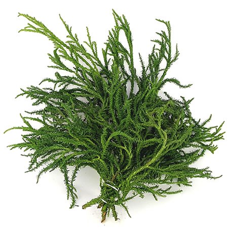 Cryptomeria Rasen (3Kg Bundle)