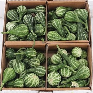 Cucumis Kalabas Mini Green