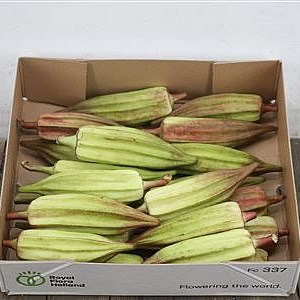 Cucumis Okra