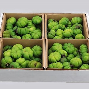 Cucumis Solanum