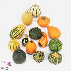Mixed Gourds