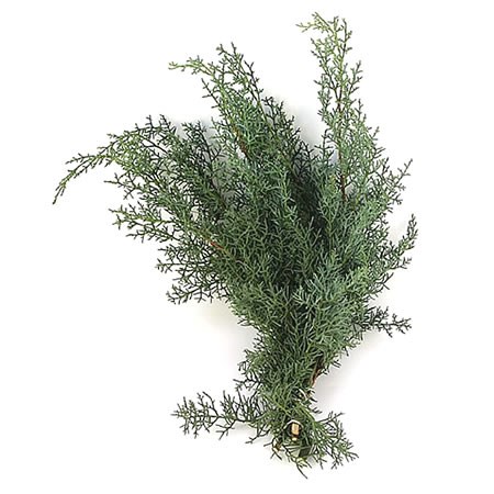 Cupressus Glauca (3Kg Bundle)