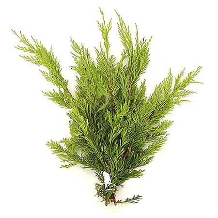 Cupressus Gold Rider (3Kg Bundle)