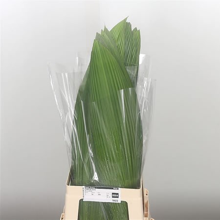 Curculigio Leaves