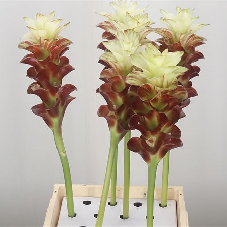 Curcuma Giant Brown/Green