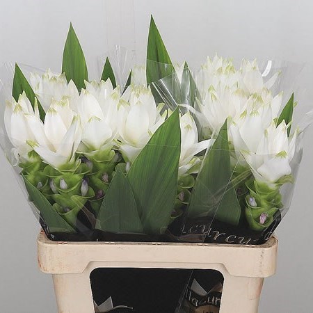 Curcuma Siam Shine