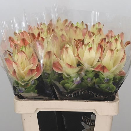 Curcuma Siam Sitrone