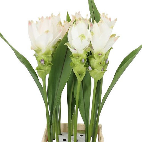Curcuma Siam Spirit