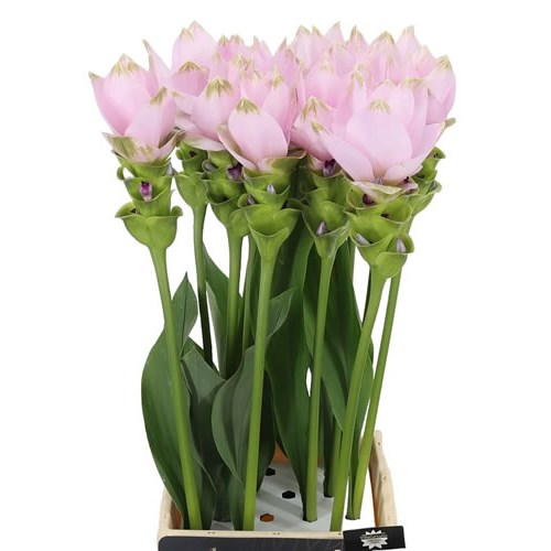 Curcuma Siam Splendid