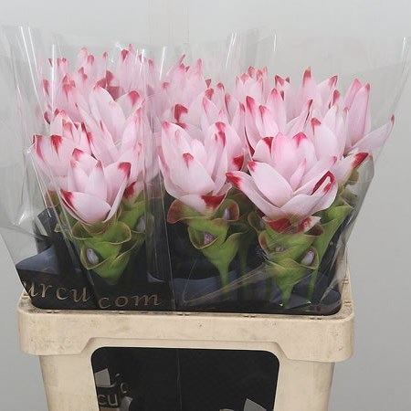 Curcuma Siam Sunrise