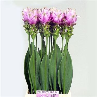 Curcuma Alismatifolia