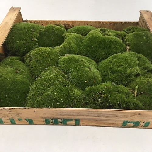 Cushion Moss (Bunn Moss) in Wooden Crate
