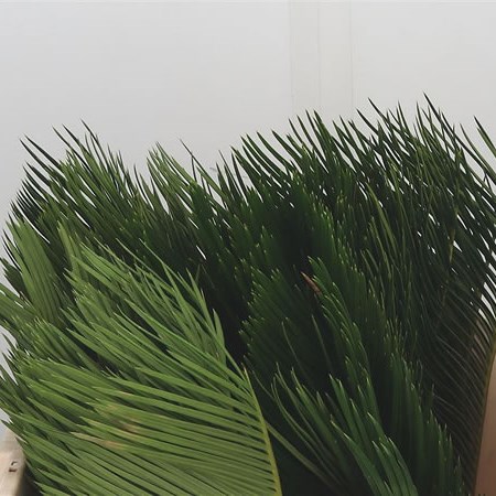Cycas Revoluta Palm