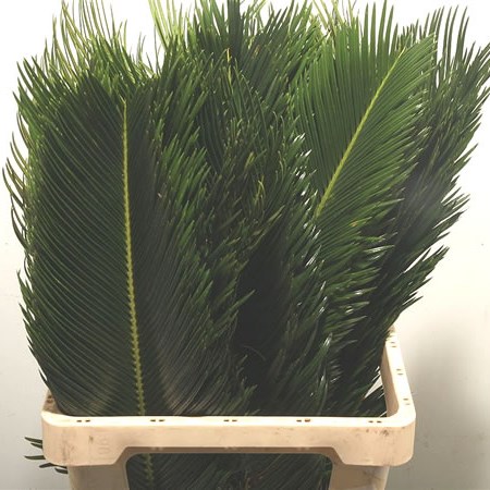 Cycas Revoluta Palms