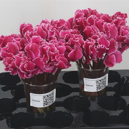 Cyclamen Babette