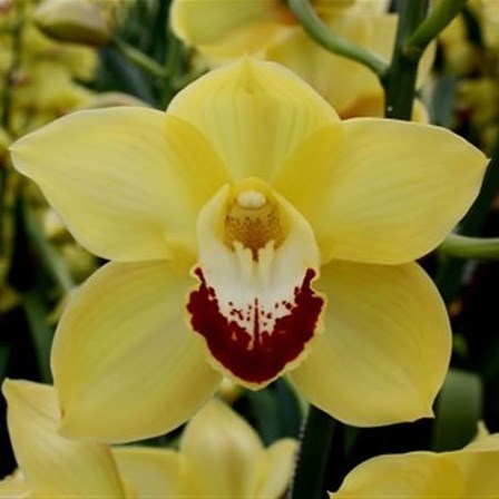 Cymbidium Glitter