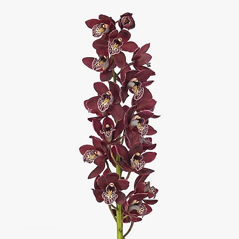Cymbidium Orchid Amanda