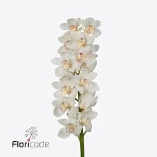 Cymbidium Orchid Antonella