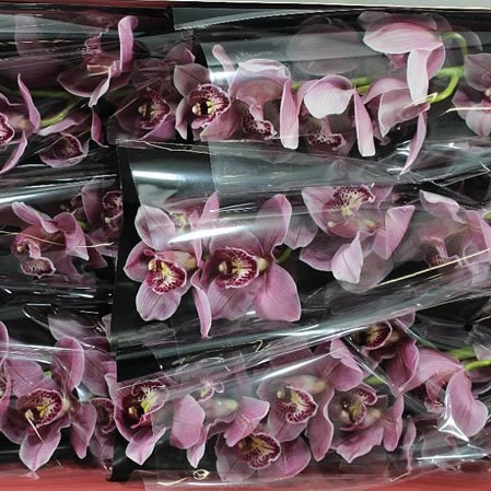 Cymbidium Orchid Australian Pink