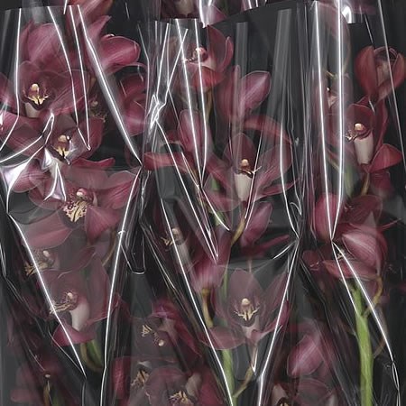 Cymbidium Orchid Barolo