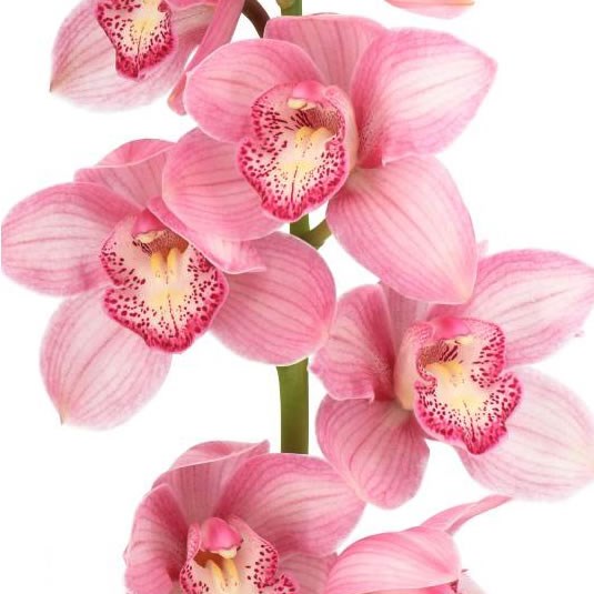Cymbidium Orchid Belle Star