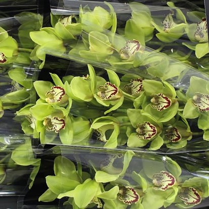 Cymbidium Orchid Bonyoni