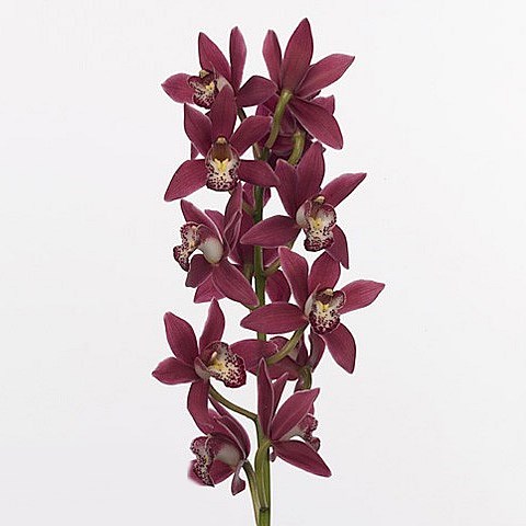 Cymbidium Orchid Christmas Rose