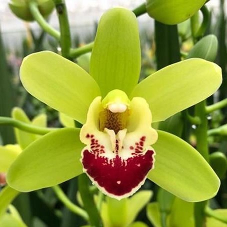 Cymbidium Orchid Evergreen
