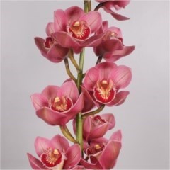 Cymbidium Orchid Evie