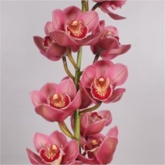 Cymbidium Orchid Evie