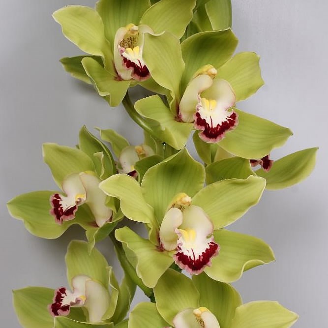 Cymbidium Orchid Fiona Green