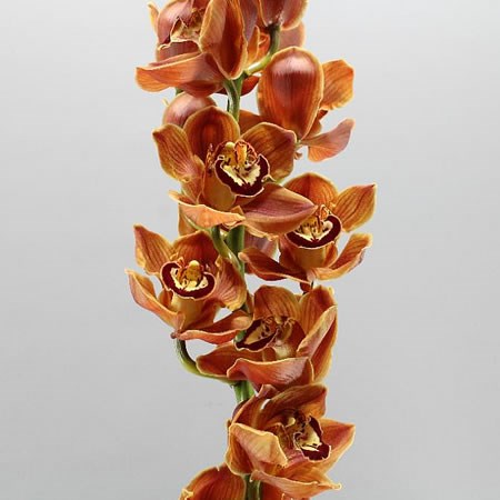 Cymbidium Orchid Florida