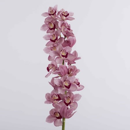 Cymbidium Orchid Freeke