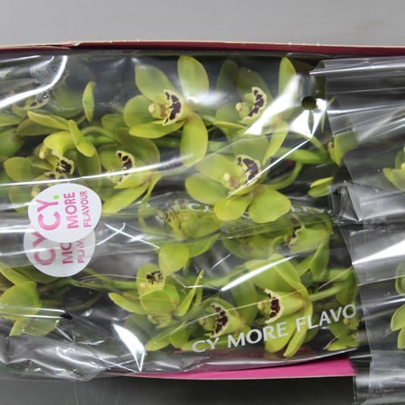 Cymbidium Orchid French Mustard