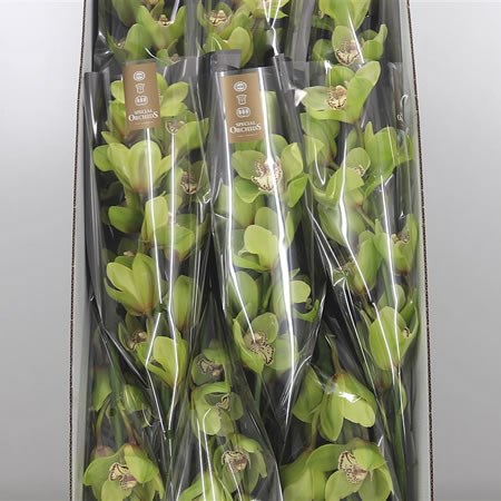 Cymbidium Orchid Gladys