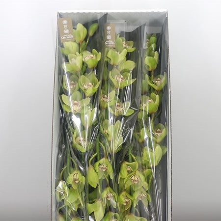 Cymbidium Orchid Gladys