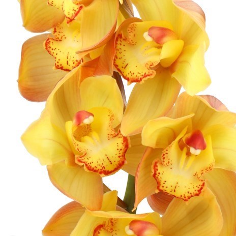 Cymbidium Orchid Gold