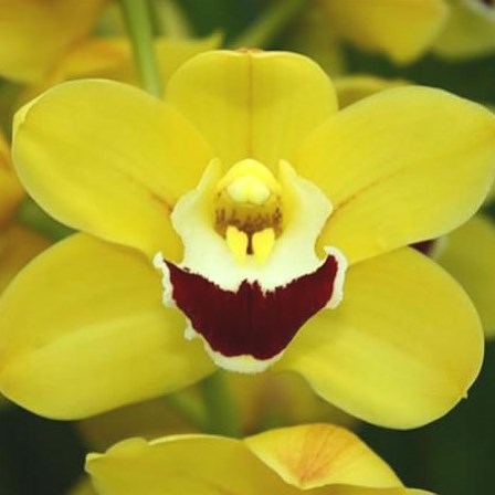 Cymbidium Orchid Golden Boy