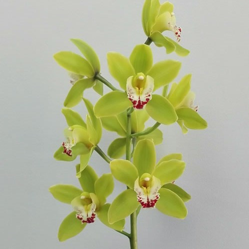 Cymbidium Orchid Green Giant