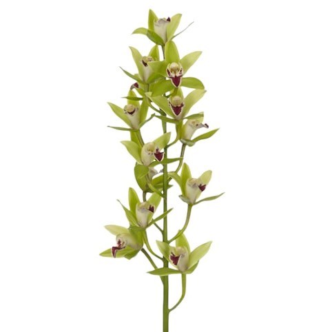 Cymbidium Orchid Huub