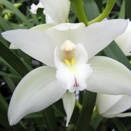 Cymbidium Orchid Insigne