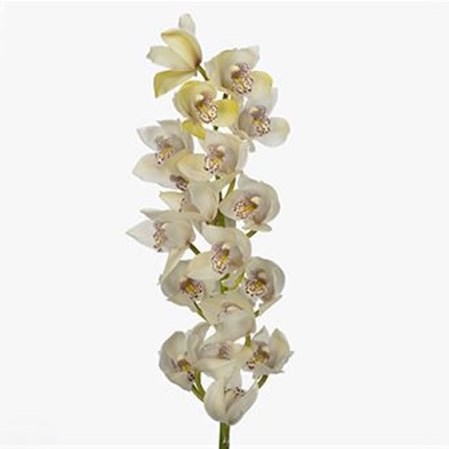 Cymbidium Orchid Iris