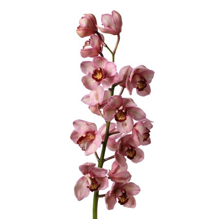 Cymbidium Orchid Jannet