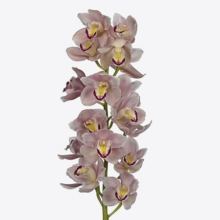 Cymbidium Orchid Jenny